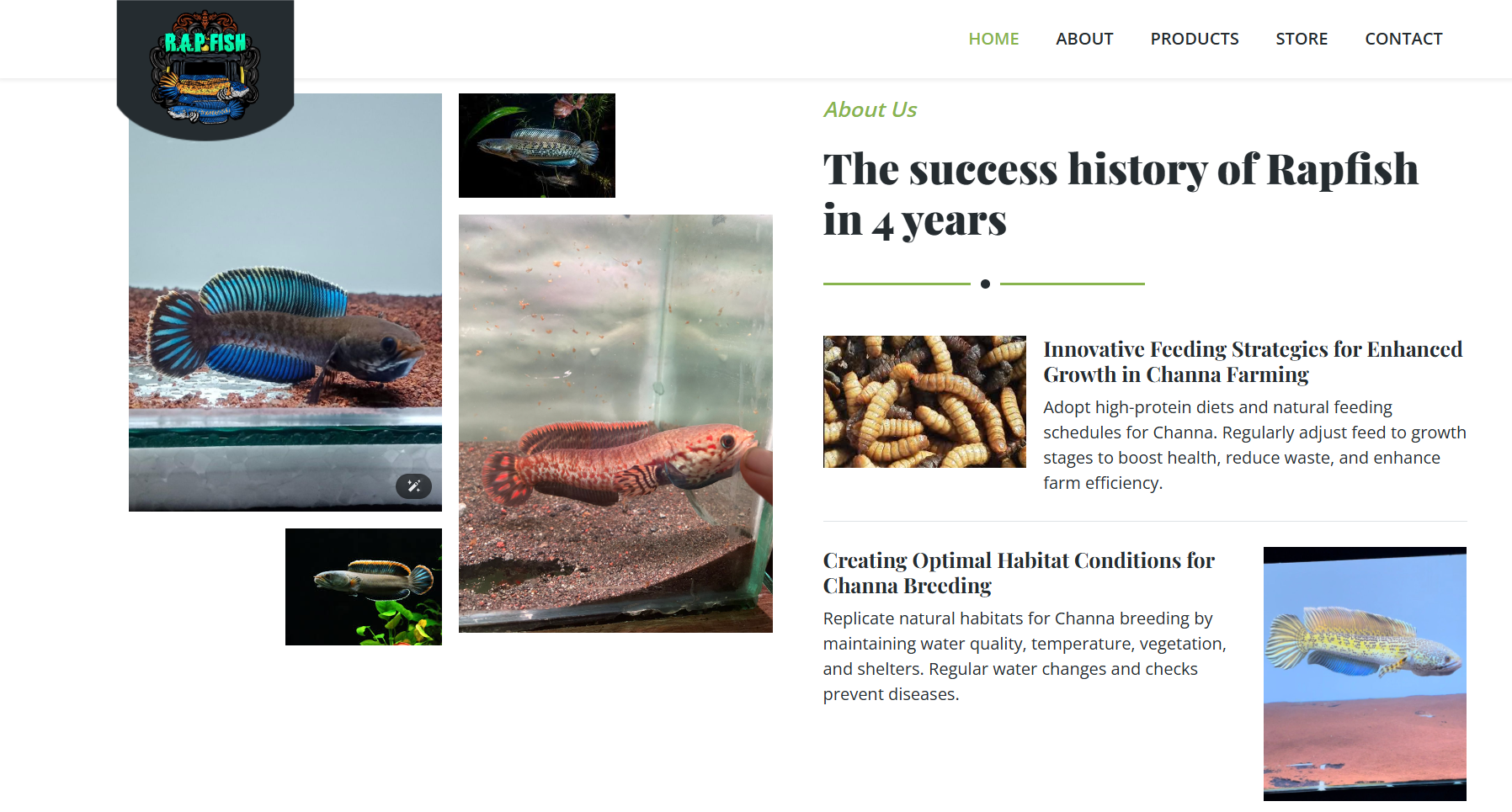 RAPFISH – Channa Farming & Aquatic Branding Website